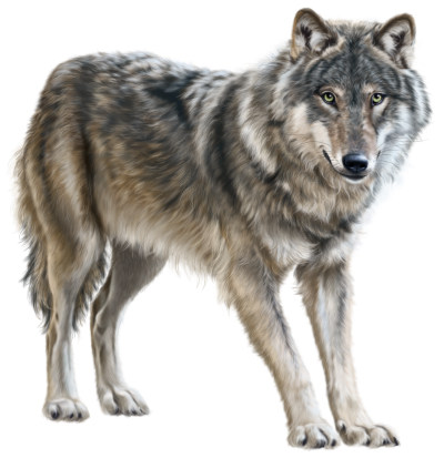 Wolf PNG Vector Images with Transparent background - TransparentPNG