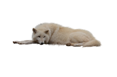 Wolf PNG transparent image download, size: 414x506px