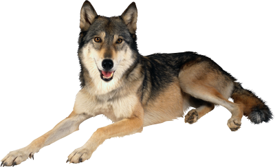 Wolf High Quality PNG PNG Images