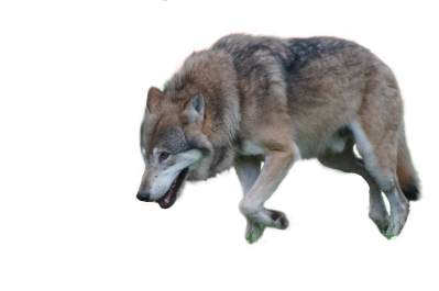 Wolf HD Photo Png PNG Images