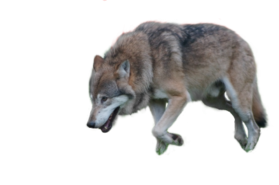 Wolf PNG Image - PurePNG  Free transparent CC0 PNG Image Library