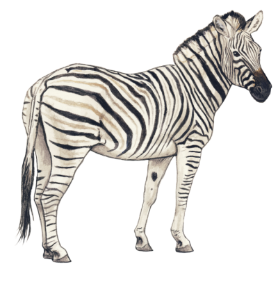 Zebra Transparent PNG Images