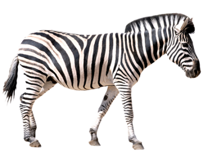 Zebra Best Png PNG Images