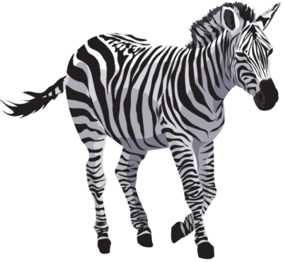 Zebra Transparent Image PNG Images