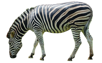 Zebra Free Download PNG Images